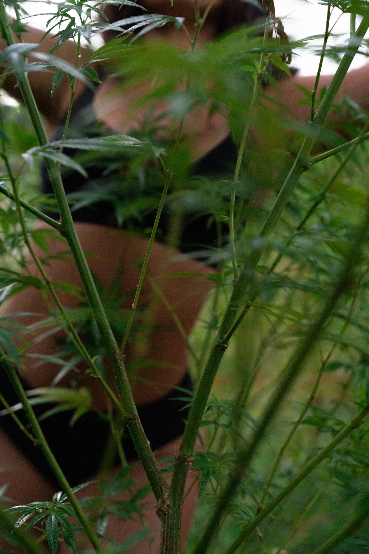 DSC09005_hemp_stalk_final.jpg
